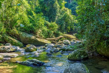Nehir, Sao Paulo 'daki cennet adası Ilhabela' da yağmur ormanlarını geçiyor.
