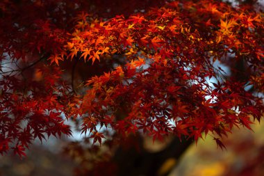 Sonbahar biri Japan.This içinde seyahat için en ünlü mevsim sonbahar yaprakları Nara Parkı, Nara, Japonya resmi vardır.