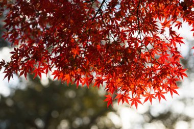 Sonbahar biri Japan.This içinde seyahat için en ünlü mevsim sonbahar yaprakları Nara Parkı, Nara, Japonya resmi vardır.