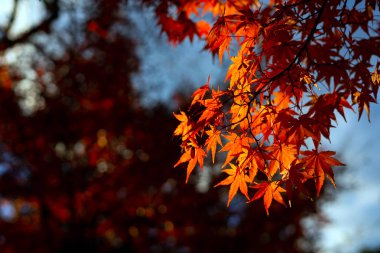 Sonbahar biri Japan.This içinde seyahat için en ünlü mevsim sonbahar yaprakları Nara Parkı, Nara, Japonya resmi vardır.