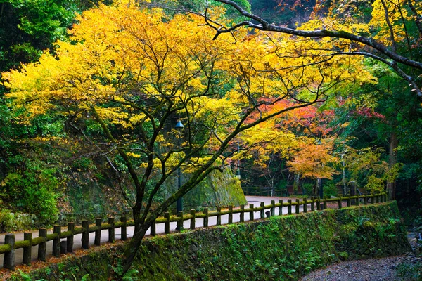 Осенние Листья Парке Мину Расположенном Осаке Япония — стоковое фото