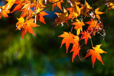 Sonbahar yaprakları Japan.Autumn yılında Japonya'da seyahat için en ünlü mevsim biridir.