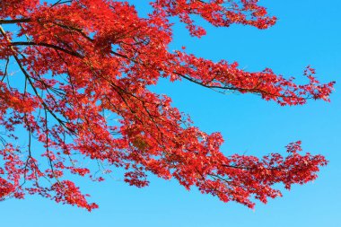Sonbahar yaprakları Japan.Autumn yılında Japonya'da seyahat için en ünlü mevsim biridir.