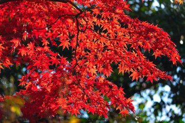 Sonbahar yaprakları Japan.Autumn içinde bir Japan.This içinde seyahat için en ünlü mevsim sonbahar yaprakları Arashiyama, Japonya çevresinde resmi vardır.