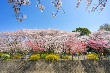 Kiraz çiçeği sezonunda Showa Kinen Koen, Kyoto, Japonya.
