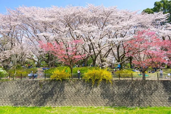 Temporada Flores Cerezo Showa Kinen Koen Kyoto Japón — Foto de Stock