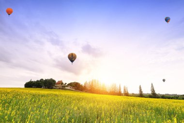 Sarı çiçek alan. Tay Mulk Po Tuong, Happy adıdır