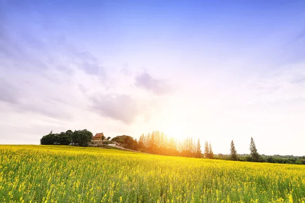 Campo Flores Amarillo Nombre Thai Thung Tuong Happy — Foto de Stock