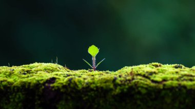 Yeşil ecek arka plan, ecek kaldırım üzerinde.