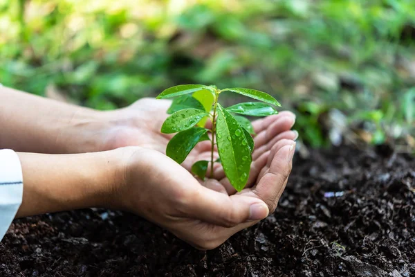 Aarde Dag Concept Menselijke Handen Met Jonge Plant Wazig Bodem — Stockfoto