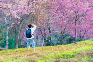 Bir adam alarak fotoğraf görüntü Sakura arka plan, yaşam tarzı ile mutlu, duygu iyi sakin ol. Seyahat kavramı