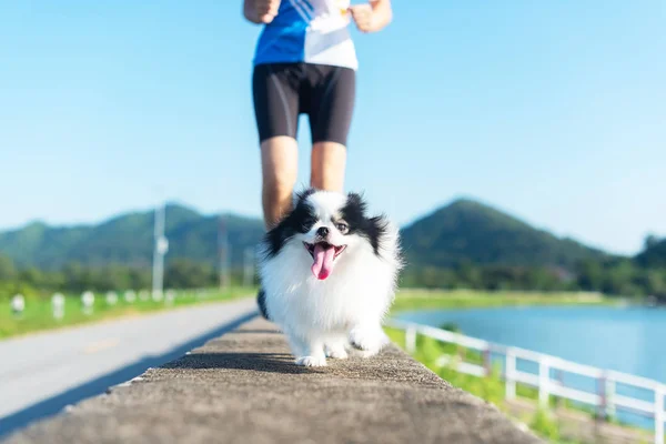 Ejercicio de cachorro feliz perro corriendo juntos en el suelo del carril en la luz de la mañana — Foto de Stock