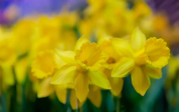 朝の陽光の驚くべき黄色の水仙のお花畑 — ストック写真