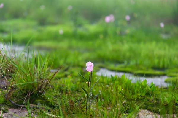 Fleur fragile montagne sur le plateau de Bolaven au Laos — Photo