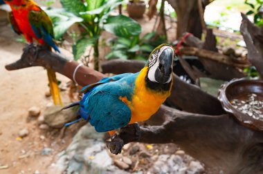 Mavi ve altın macaw, ararauna.