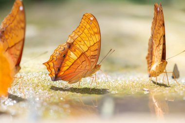 Kapalı kanat kelebeği görüntüleri ve Tayland Kelebeği