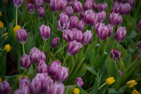 Fondo Colorido Flor Del Tulipán Jardín Florecen Jardín — Foto de Stock