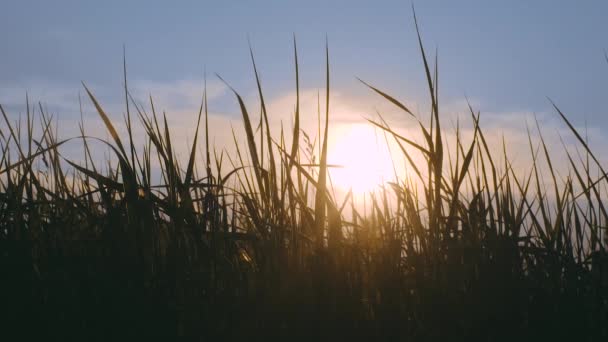 Puesta de sol a través de la hierba — Vídeo de stock