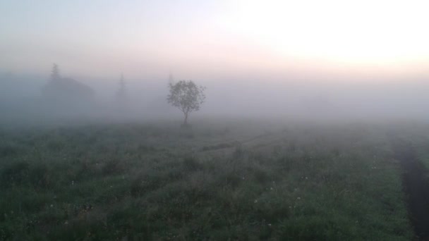 arbre solitaire dans le brouillard
