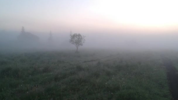 Árbol solitario en la niebla — Vídeo de stock