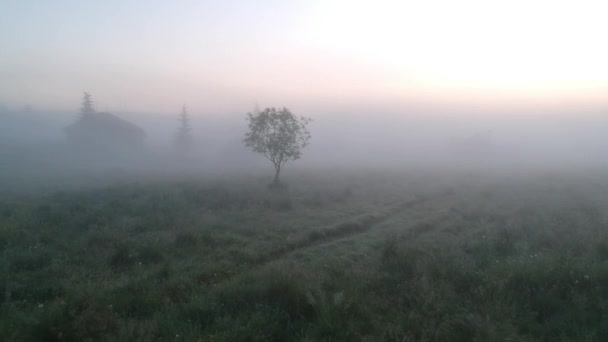 Árbol solitario en la niebla — Vídeo de stock