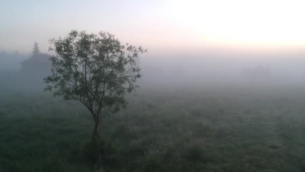 Árbol solitario en la niebla — Vídeo de stock