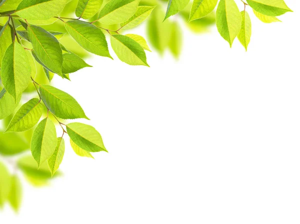 Yeşil ağaç yaprakları üzerinde beyaz izole