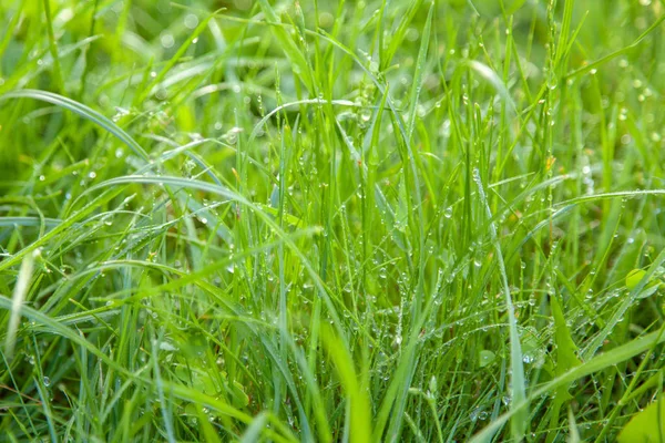 Ochtenddauw op groen gras op weide — Stockfoto