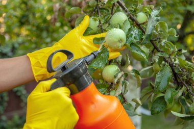 Gardener applying insecticidal fertilizer for fruit apples and protects against fungus, aphids clipart