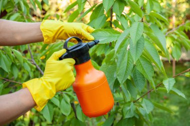 Bahçıvan meyve kiraz için böcek gübre uygulama ve mantar, yaprak bitleri karşı korur