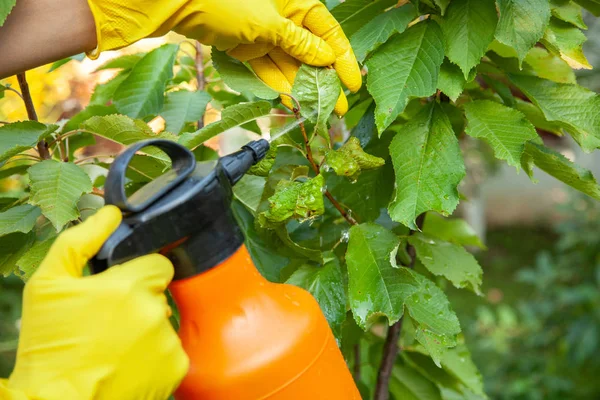 Jardinero que aplica de hojas de pulgones y fertilizante insecticida a frutas y protege de hongos — Foto de Stock