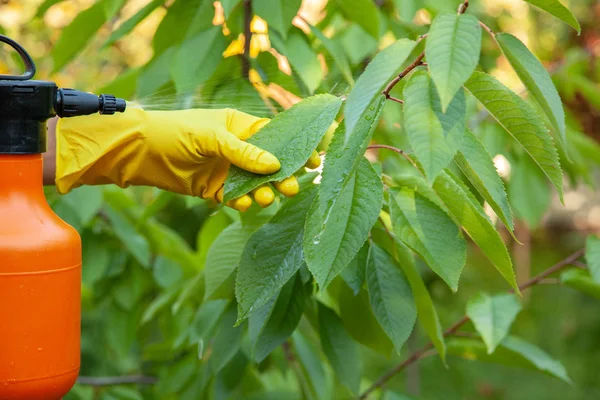 Садовник применяет инсектицидное удобрение для фруктовых вишен и защищает от грибков, тли — стоковое фото