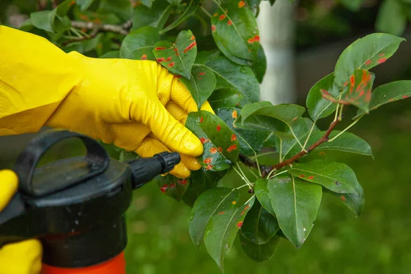 Foglie di pera in punto rosso. Spruzzi giardiniere — Foto Stock