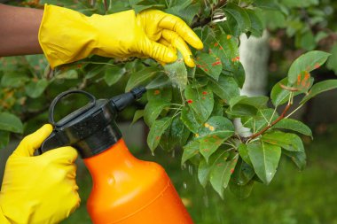 Armut kırmızı nokta bırakır. Bahçıvan sprinkles 