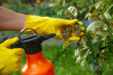 Armut kırmızı nokta bırakır. Bahçıvan sprinkles