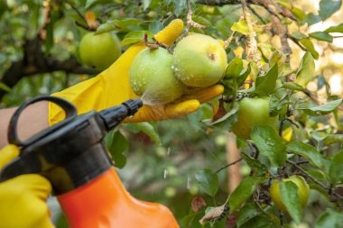 Bahçıvan meyve elma için böcek gübre uygulama ve mantar karşı korur