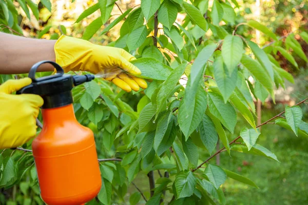 Giardiniere che applica fertilizzante insetticida per ciliegie di frutta e protegge contro funghi, afidi — Foto Stock