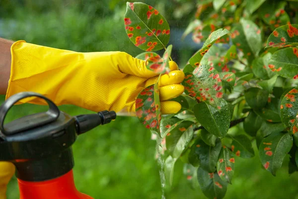 Hojas de pera en punto rojo. Jardinero espolvorea hojas de árboles enfermos contra el hongo y las plagas — Foto de Stock