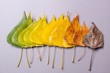 Sonbahar yaprakları renkli. Kurutma işlemi kuru yaprak yeşil ve sarı