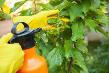 Yaprak biti yaprakları ve böcek ilacı gübre meyve için uygulama bahçıvan ve mantar korur