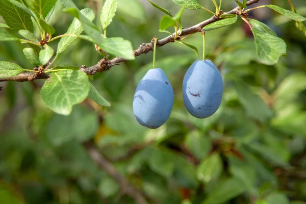 Blue plums grow on a tree with green leaves