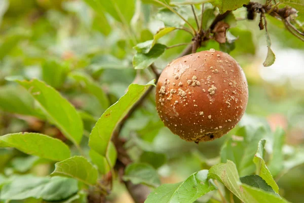 Rotten bad apple hangs on tree with green leaves