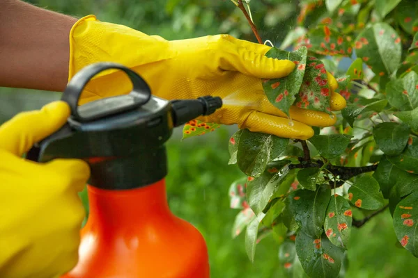 Hojas de pera en punto rojo. Jardinero espolvorea hojas de árboles enfermos contra el hongo y las plagas — Foto de Stock