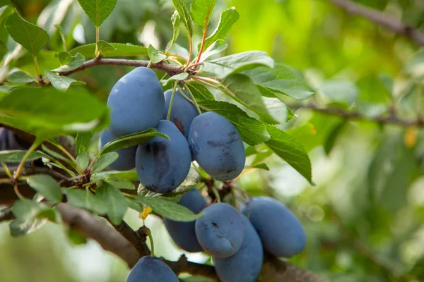 Blue plums grow on a tree with leaves — Stock Photo, Image