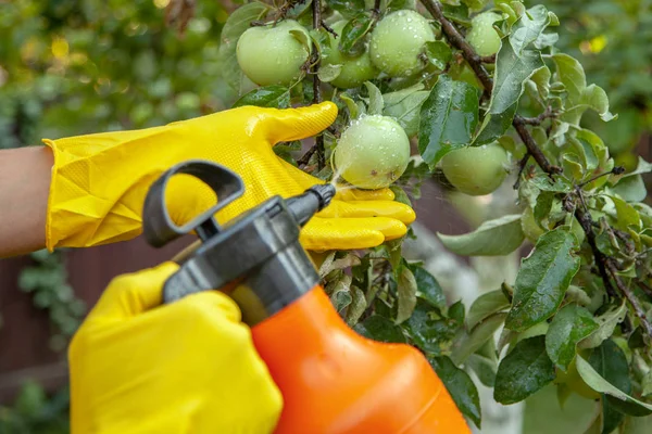Gardener applying insecticidal fertilizer for fruit apples and protects against fungus, aphids