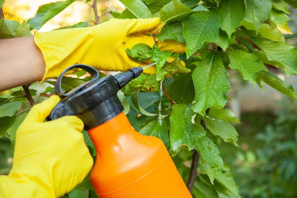 Садовник применяет из тли листья и удобрения инсектицида к фруктам и защищает от грибков — стоковое фото