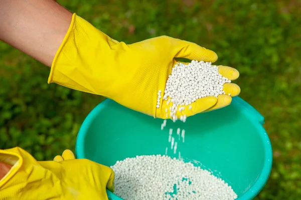 Plantas fertilizantes, céspedes, árboles y flores. Jardinero en guantes sostiene bolas de fertilizante blanco Fotos De Stock