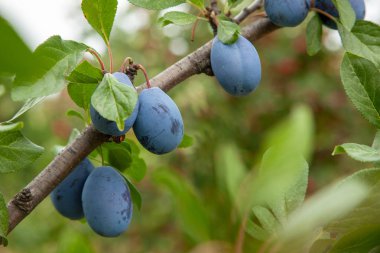Mavi Erik yeşil yaprakları ile bir ağaç üzerinde büyümek