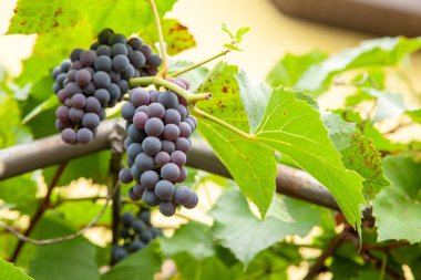 Bağ. Mavi üzüm dallarında büyümek