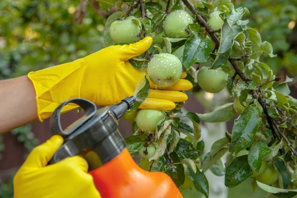 Jardinero aplicando fertilizante insecticida para manzanas de frutas y protege contra hongos, pulgones y plagas usando pulverizador . — Foto de Stock